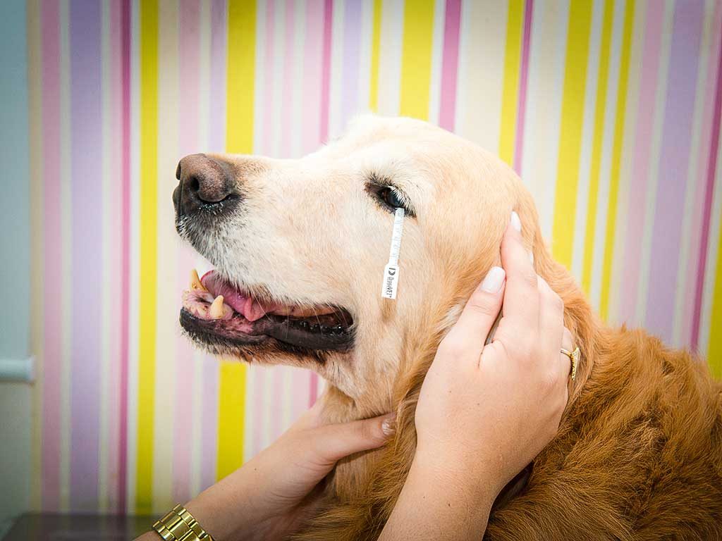 Olho de cereja em cachorro possui tratamento? - Iris