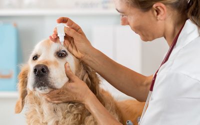 Dicas para perceber que meu animal precisa de um veterinário oftalmologista