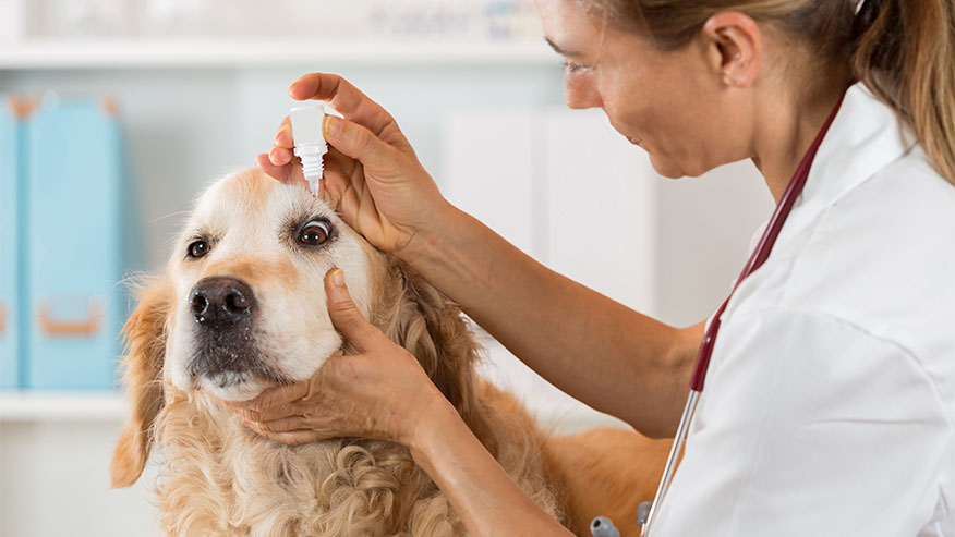 Dicas para perceber que meu animal precisa de um veterinário oftalmologista