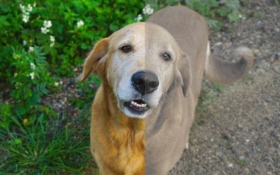 Saiba como os cães enxergam o mundo