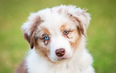 Por que alguns cães têm olhos de cores diferentes?